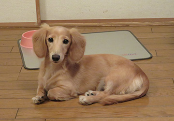 愛犬 ソフィー